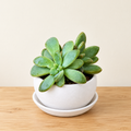 Blue-Green Rosette – Mini Succulent