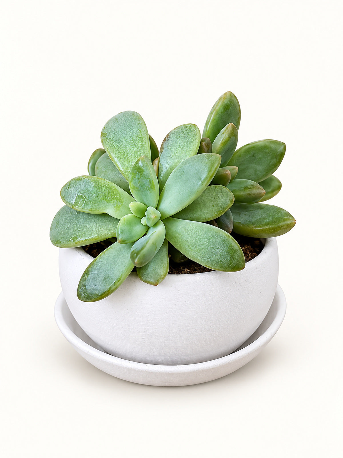 Blue-Green Rosette – Mini Succulent
