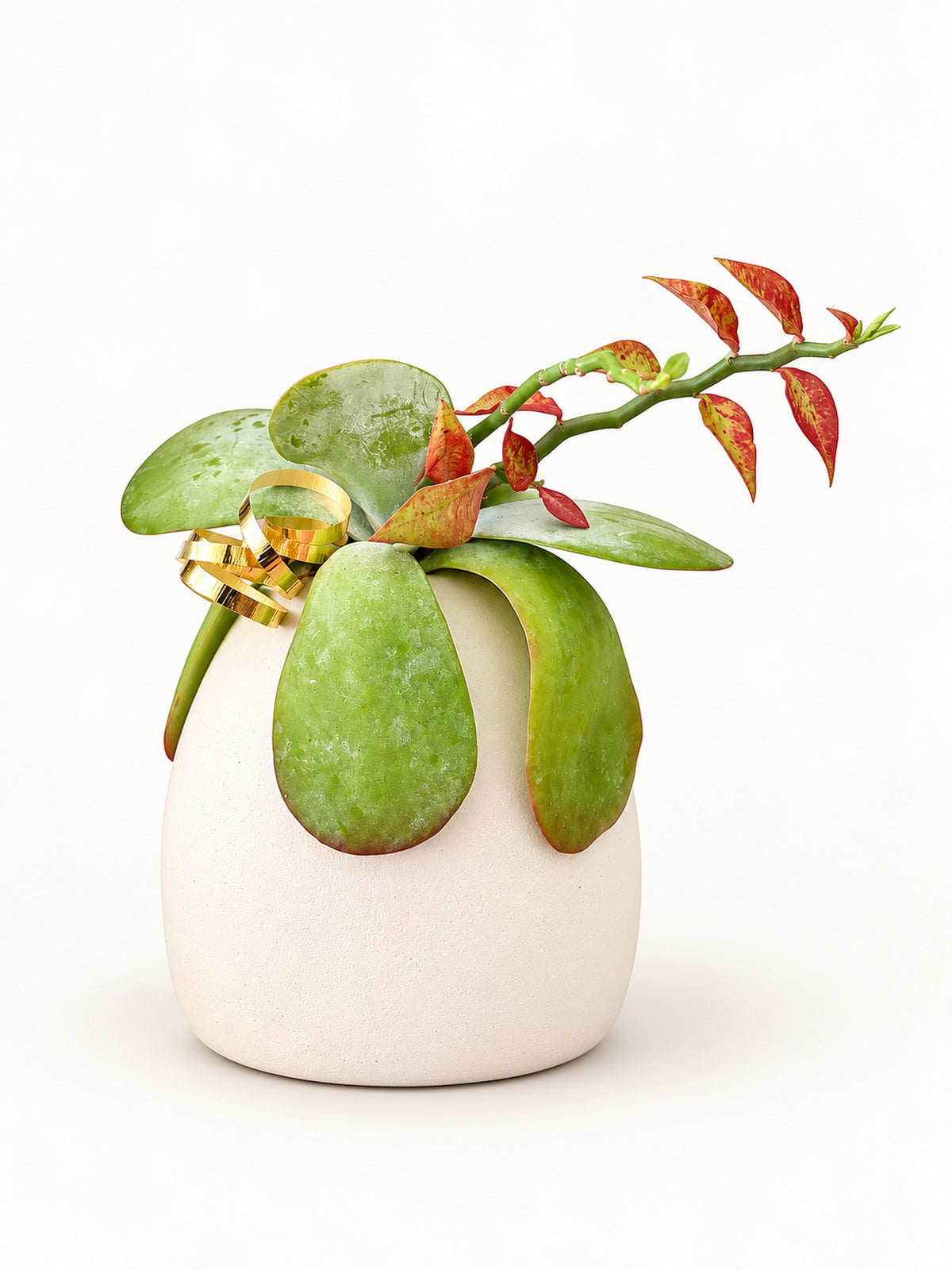Botanical Duet No. 001