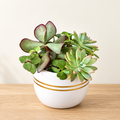 Botanical Harmony – Five Succulent Garden