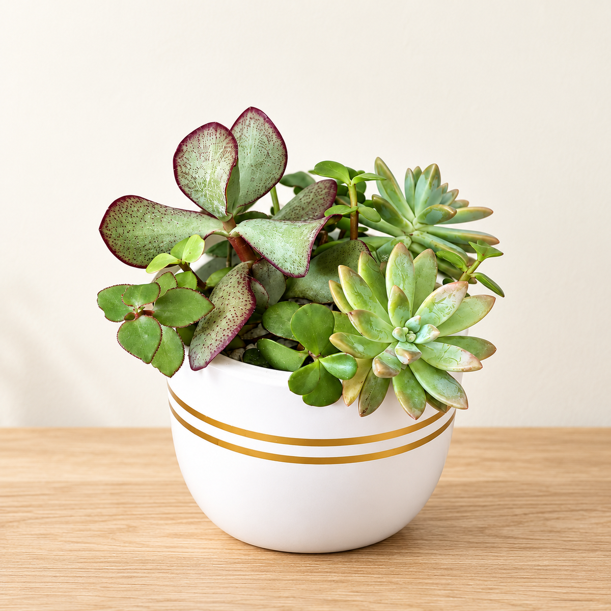 Botanical Harmony – Five Succulent Garden