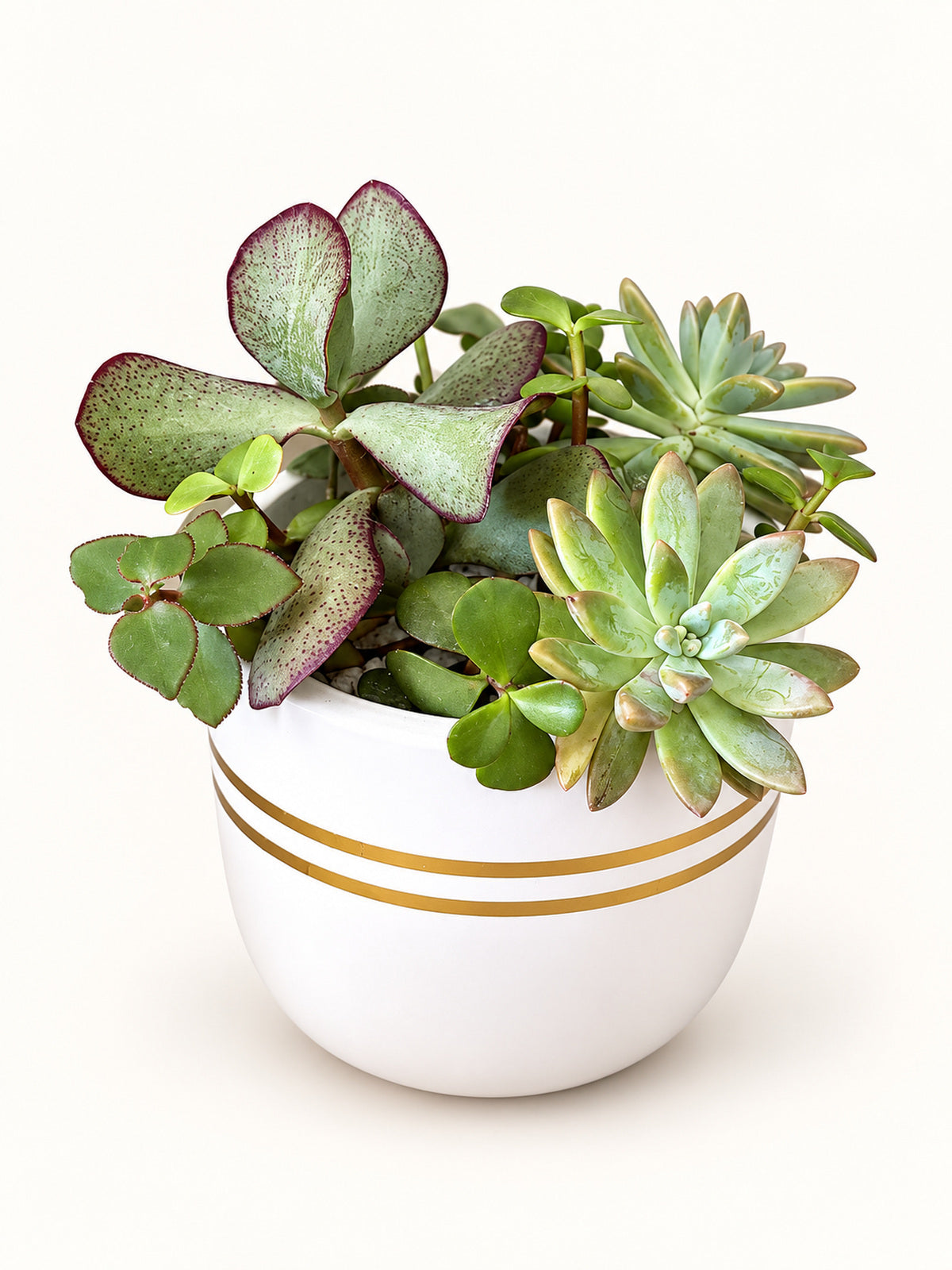 Botanical Harmony – Five Succulent Garden