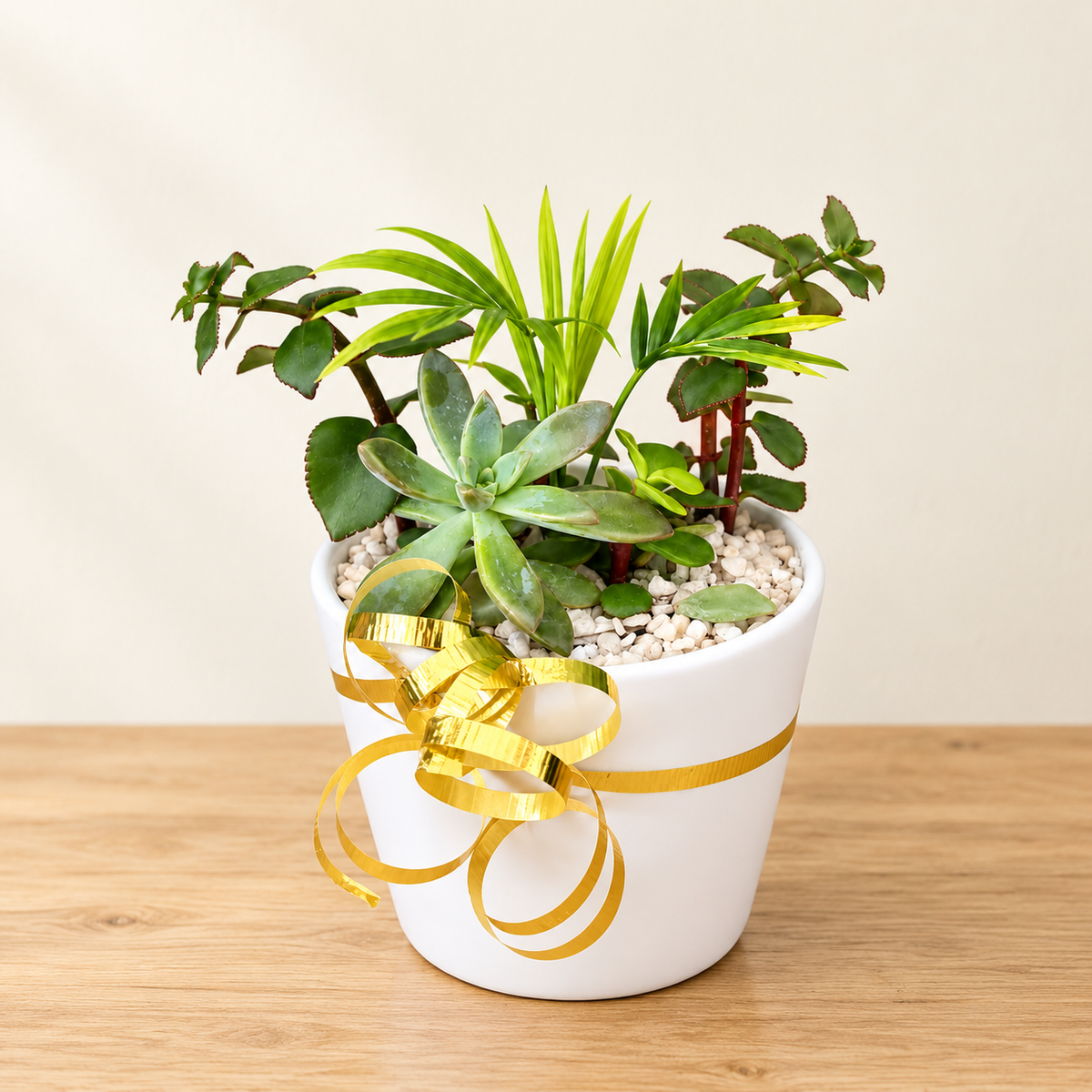 Golden Harmony – Tropical Mini Garden