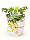 Golden Harmony – Tropical Mini Garden