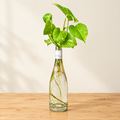 Golden Pothos – Living Glass Garden