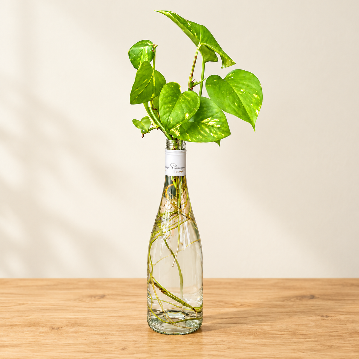 Golden Pothos – Living Glass Garden