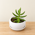 Green Star – Mini Succulent