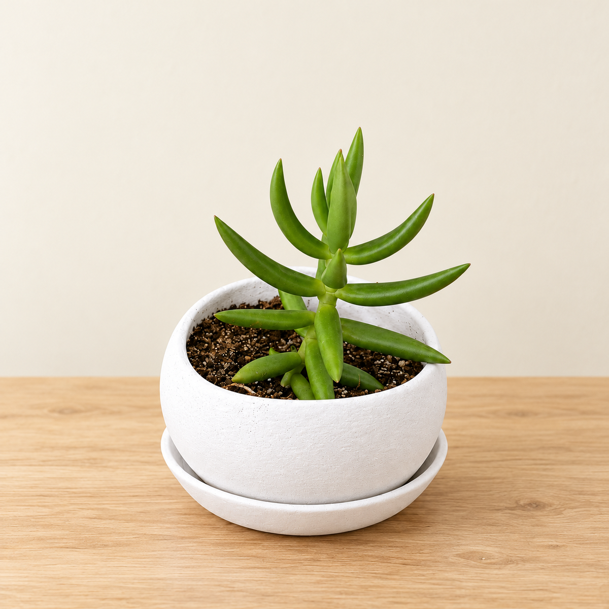 Green Star – Mini Succulent