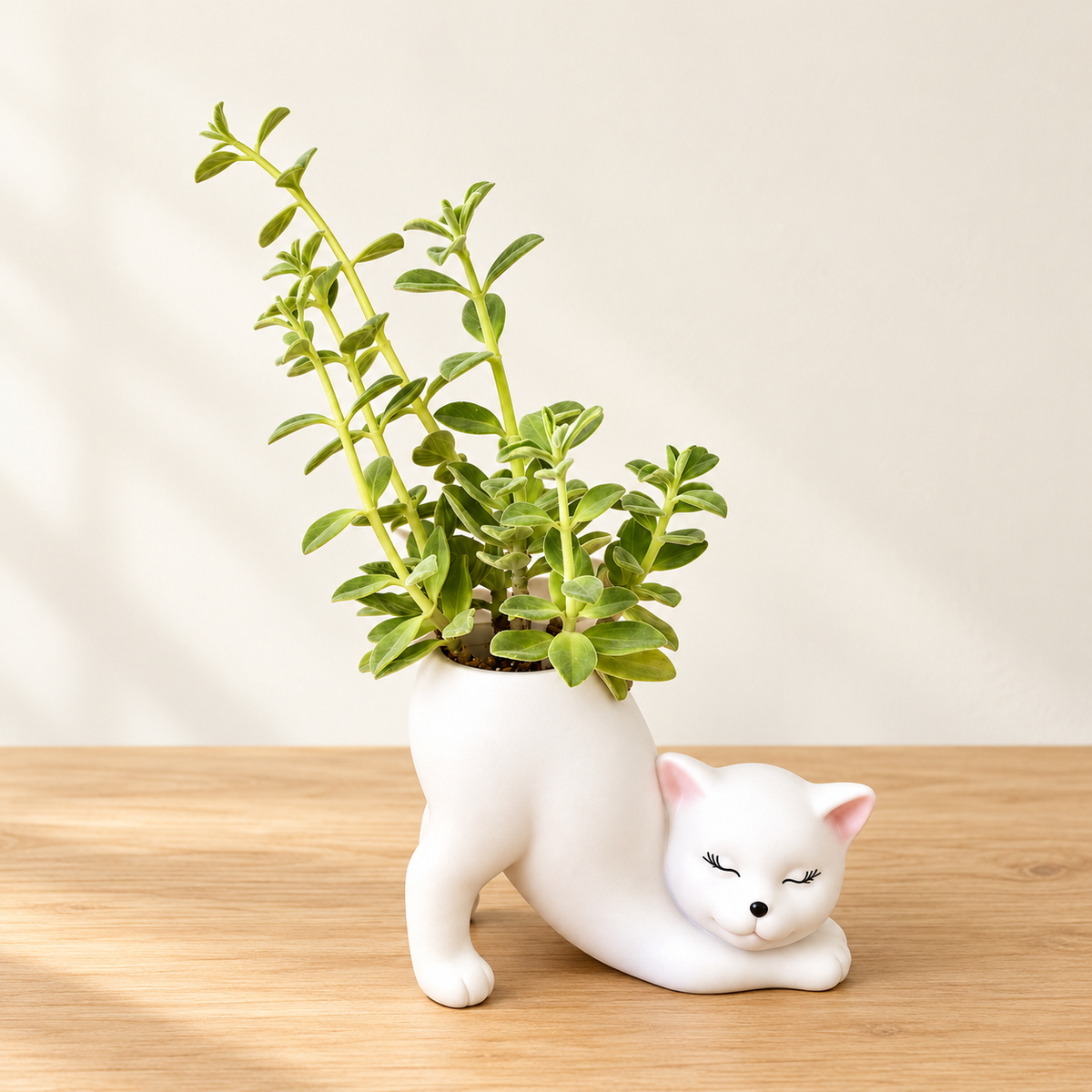 Kitty’s Mini Succulent Garden