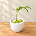 Little Frog’s Tropical Retreat