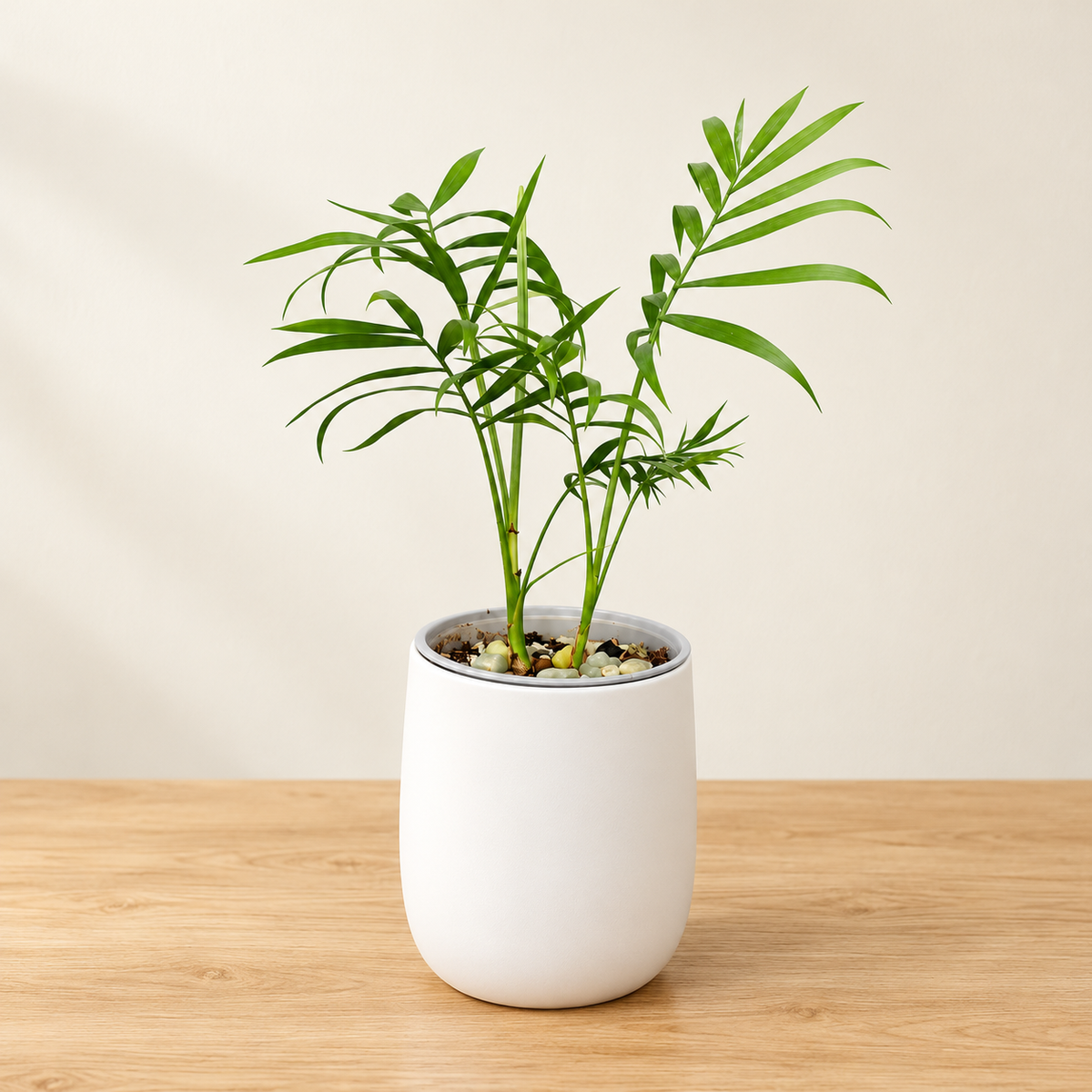 Mini Tropical Palm in White Ceramic-Style Planter