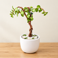 Miniature Jade Bonsai – Living Sculpture