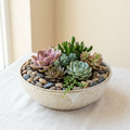 Artistic Succulent Bowl (Sample)