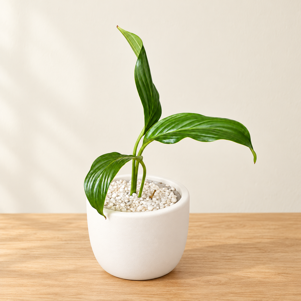 Playful Kitty – Living Succulent Planter
