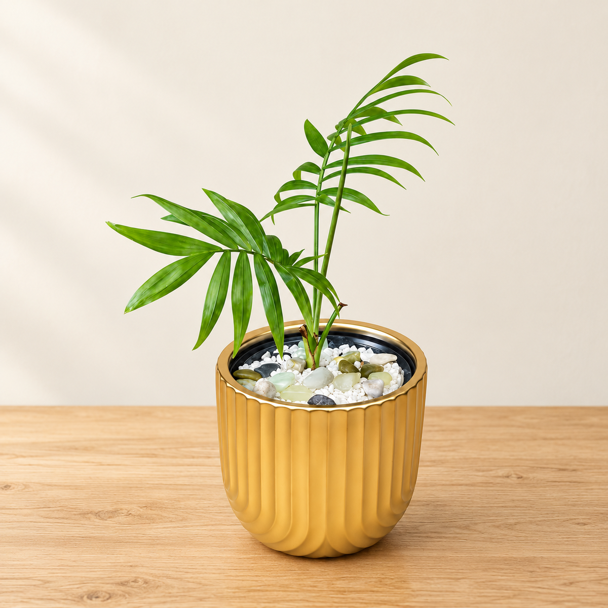 Swiss Cheese Monstera – Golden Edition
