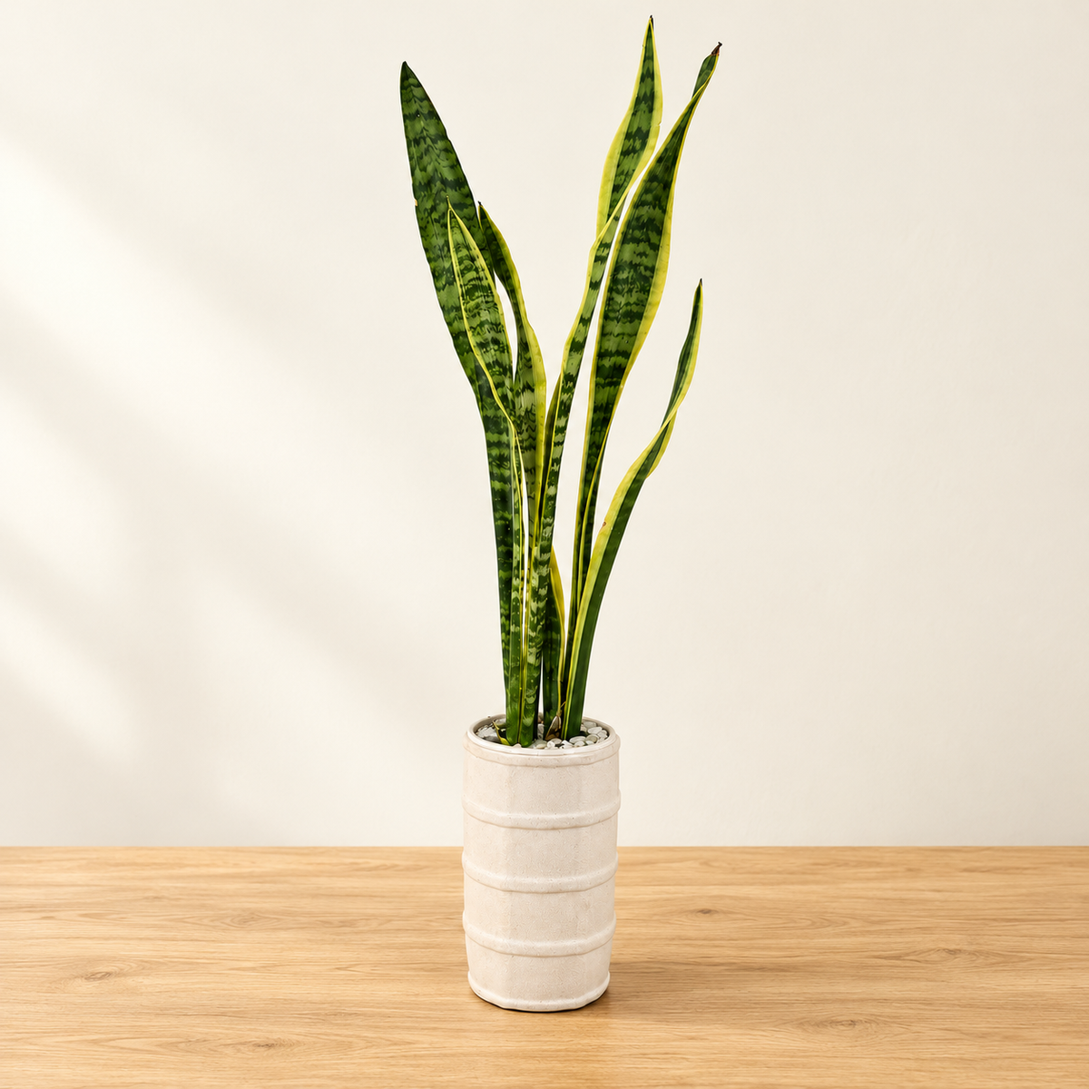 Tall Snake Plant ‘Laurentii’ in White Sculptural Pot