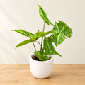Tropical Arrowhead – Green Elegance